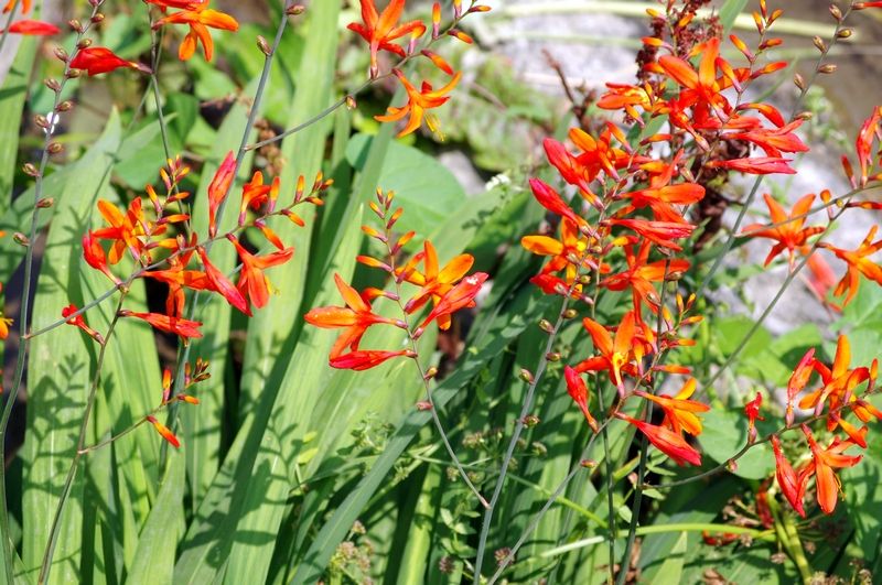 Crocosmia � crocosmiiflora (Lemoine) N. E. Br.